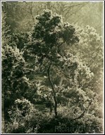 Frosted Bushes