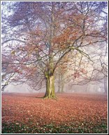 Majestic Oak