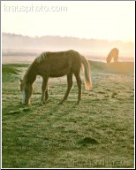 Morning Graze